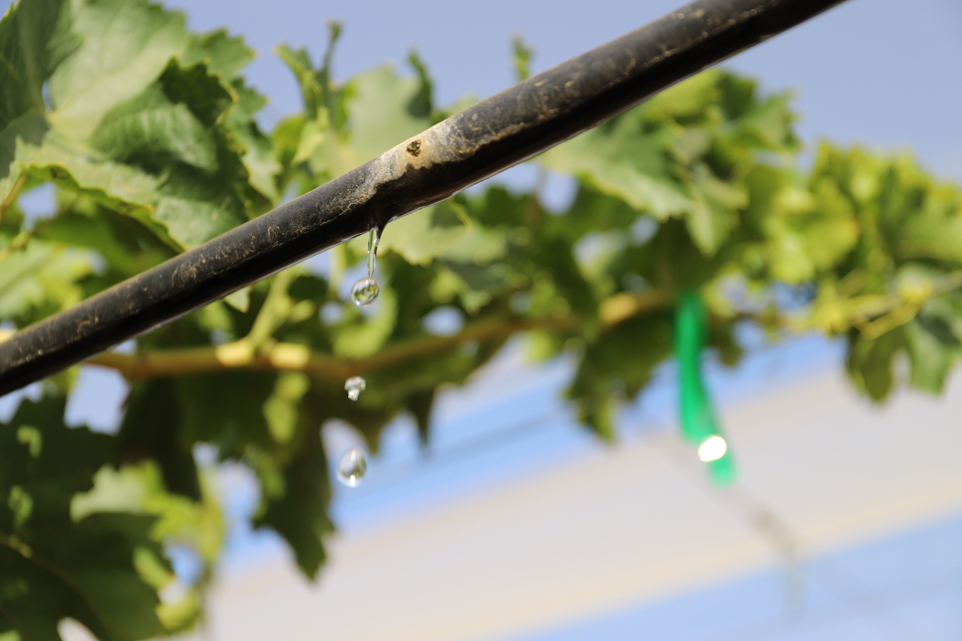 The use of water in the winemaking process; OIV reports