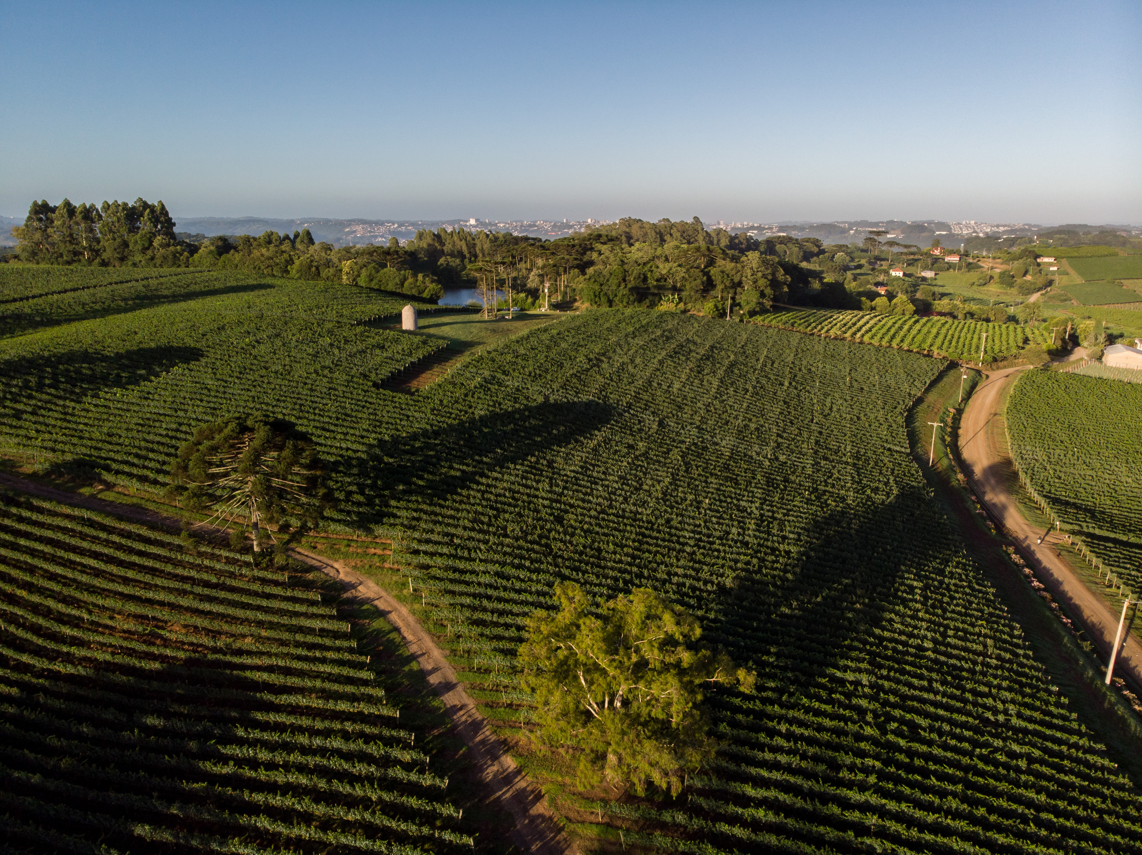 vineyards