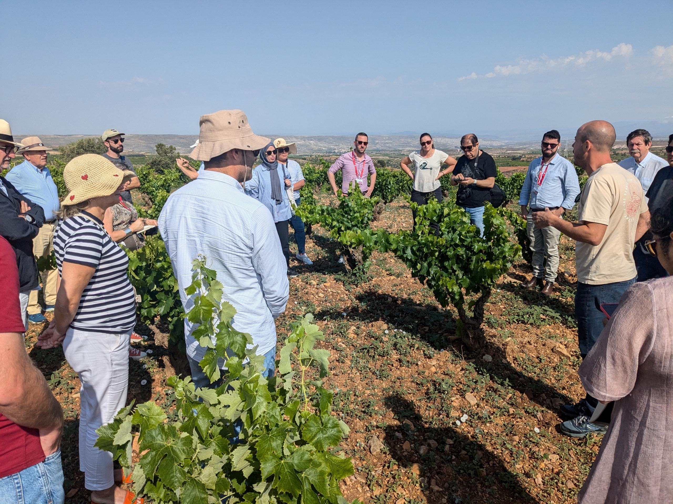 People in a vineyard