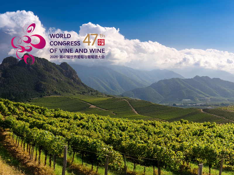 Ningxia vineyard