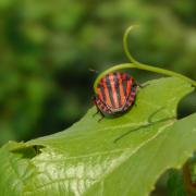 The OIV’s commitment to conserving biodiversity to tackle ecosystem decline