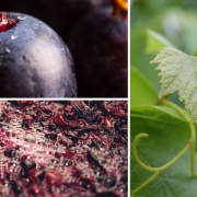 The OIV together with leading grape and wine companies teams up for research