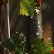 The sustainable use of water in Winegrape vineyards