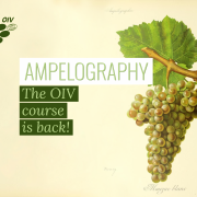 The OIV works to disseminate ampelography