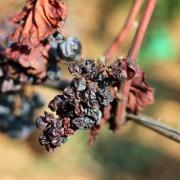 dried grape harvest 2022