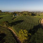 vineyards