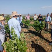 People in a vineyard