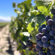 grapes in a vineyard