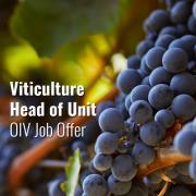 OIV Viticulture Head of Unit job offer